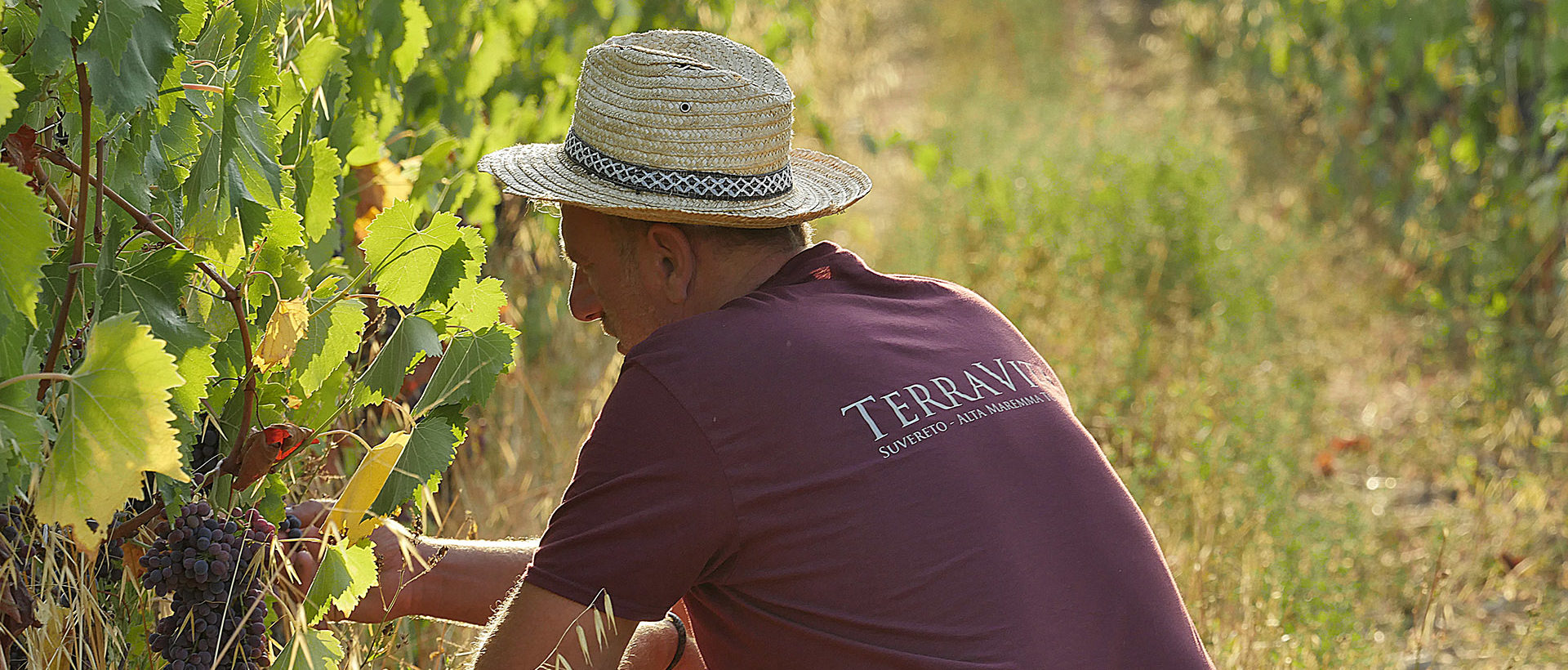 Agricoltura biodinamica tenuta terravita suvereto