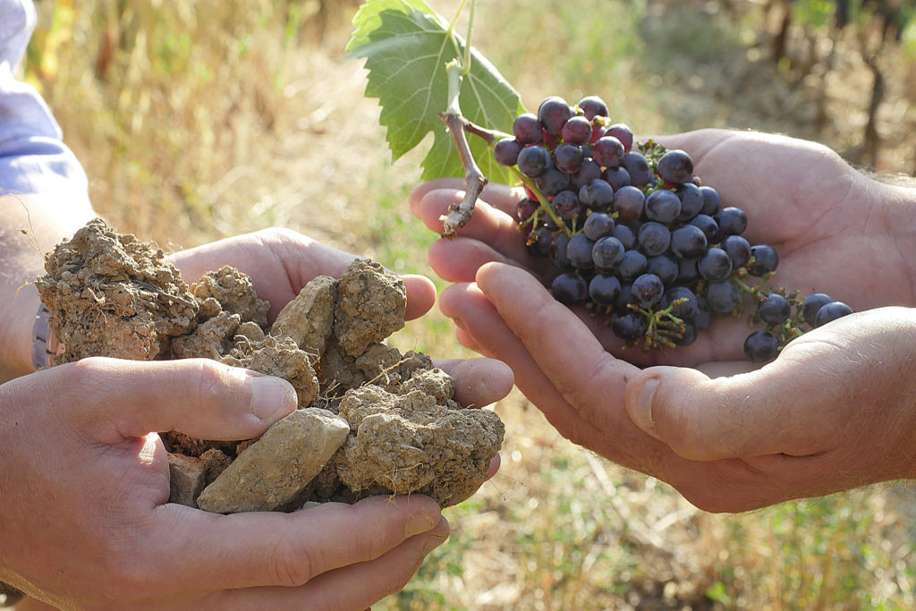 Azienda agricola terravita vitigni