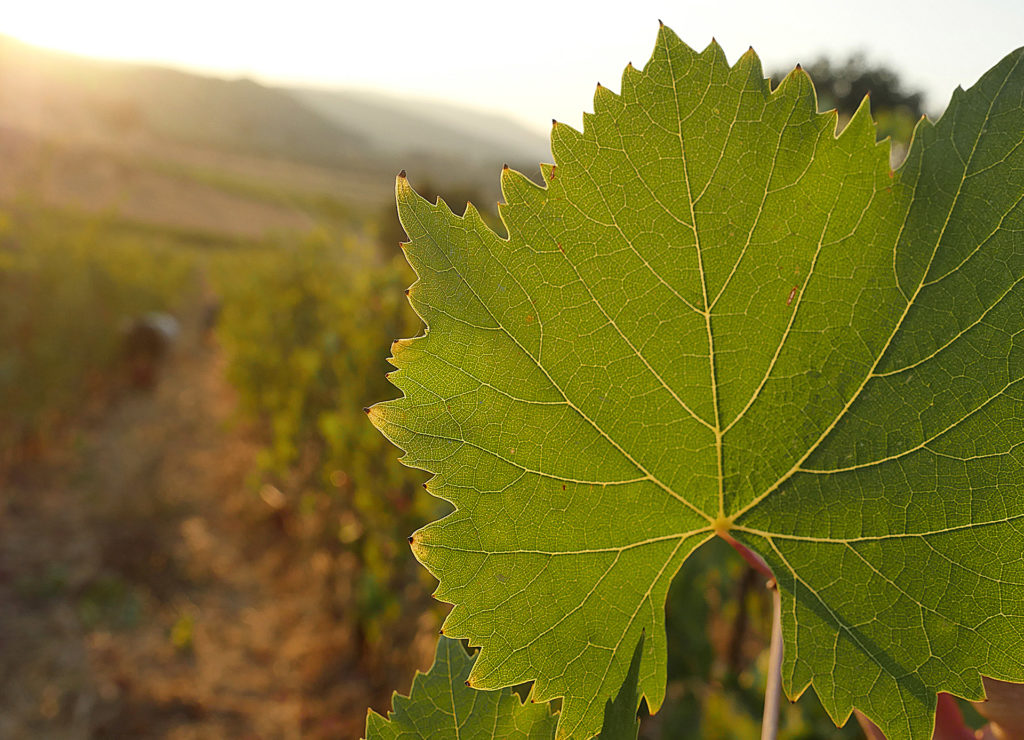 Azienda agricola terravita vitigni