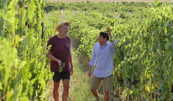 Azienda agricola terravita vigneti toscana suvereto